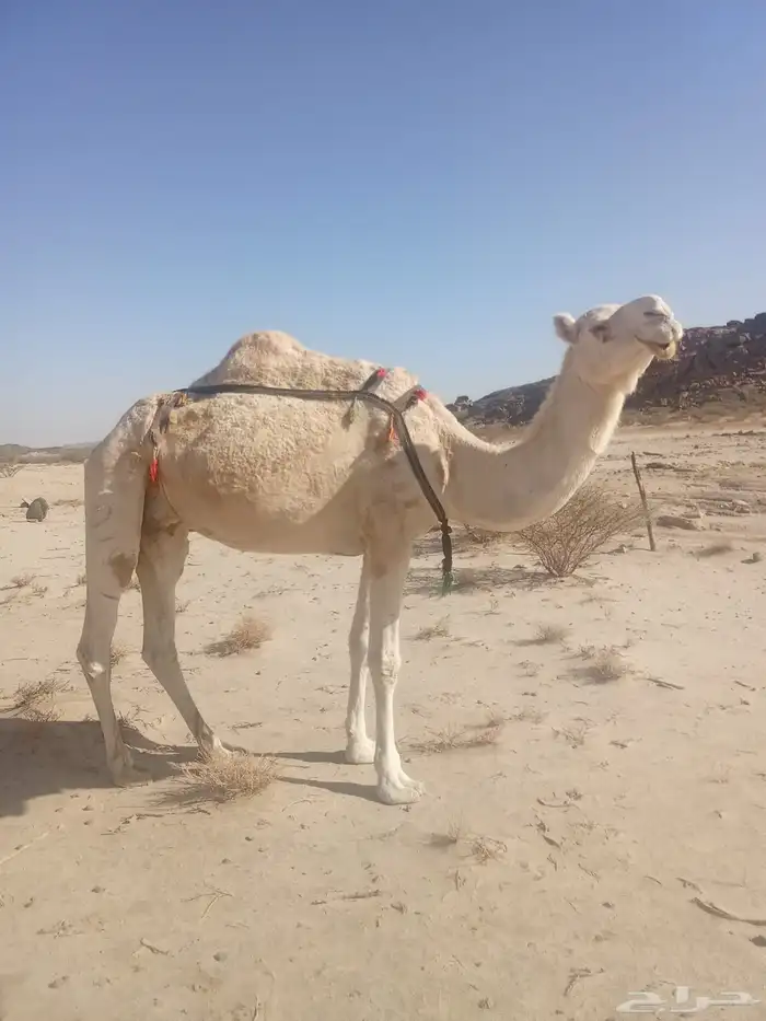 ظروبه بايع ولدها 1