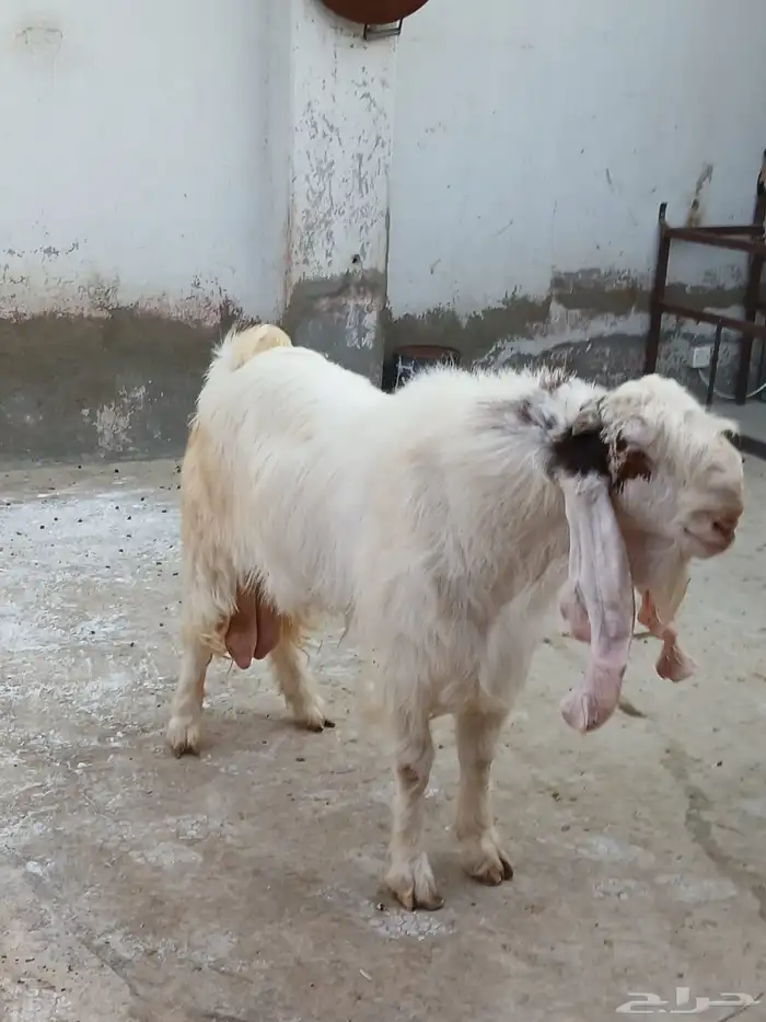 تيس فحل مشروك ابيض 1