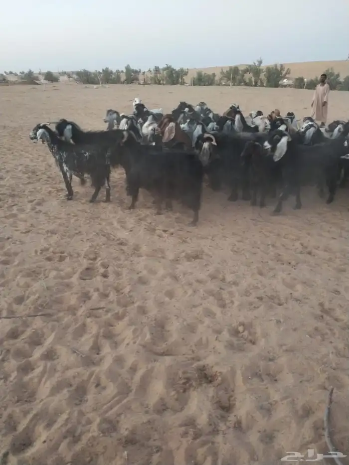 ماعز 0