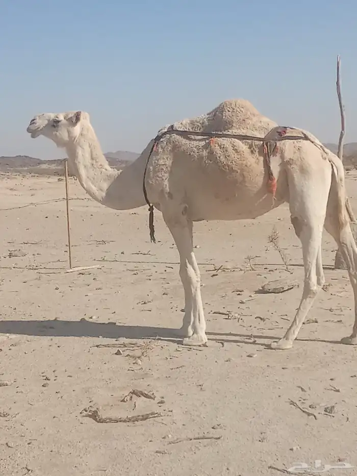 ظروبه بايع ولدها 3
