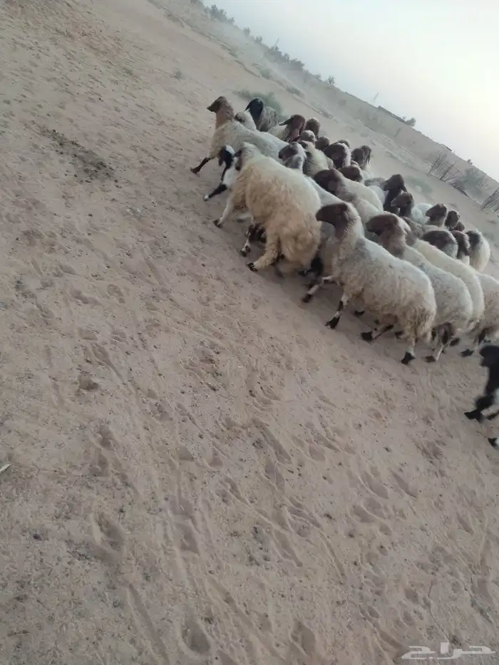 غنم نعيمي 1
