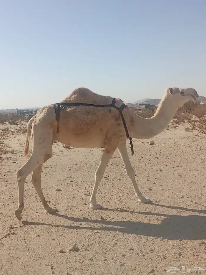 ظروبه بايع ولدها 0