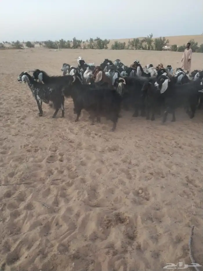 ماعز 5
