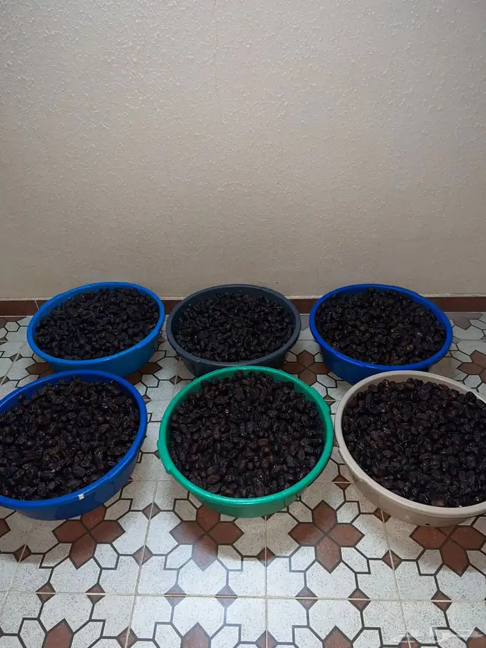 تمر حلوة رميثي على ماء ملح 0