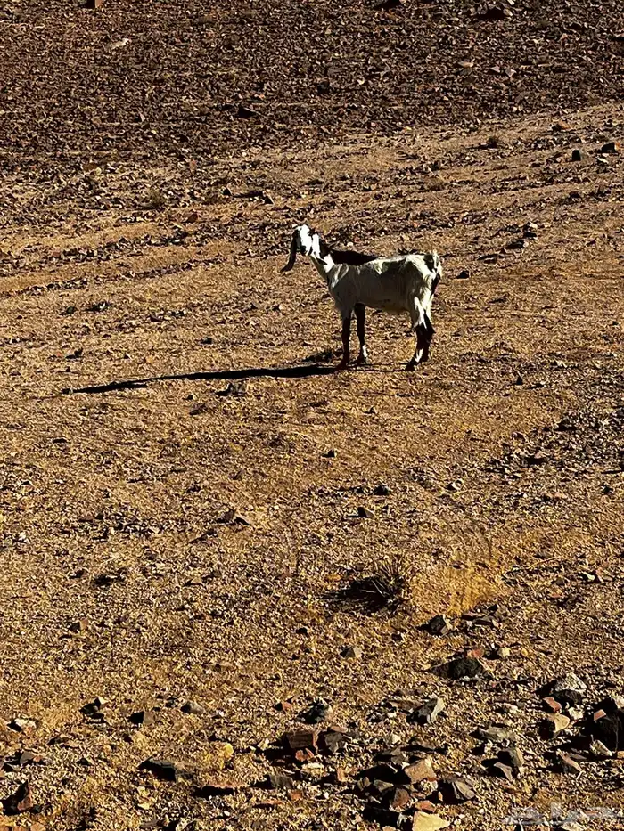 معزا للبيع العدد 4 5