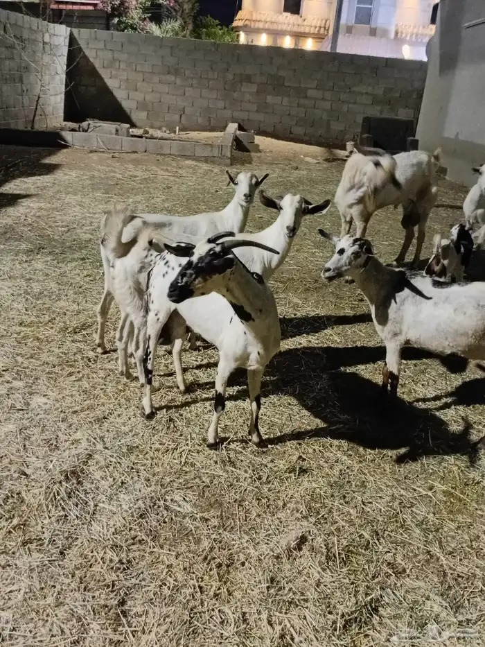 غنم للبيع 3