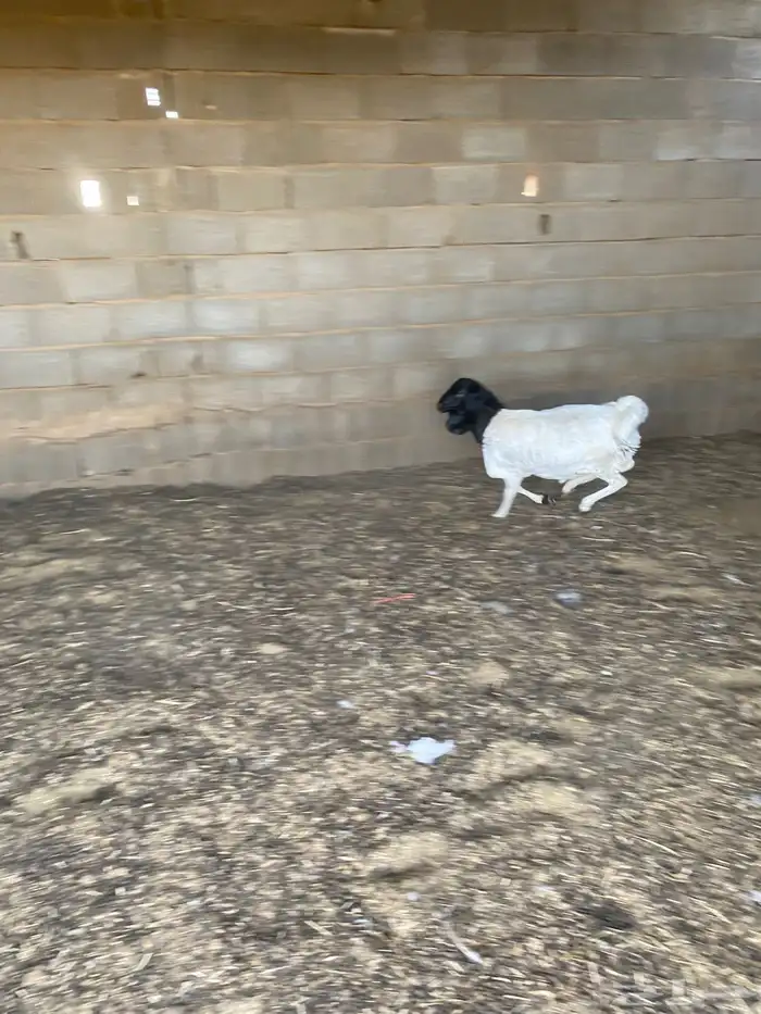 خروف بربري 2