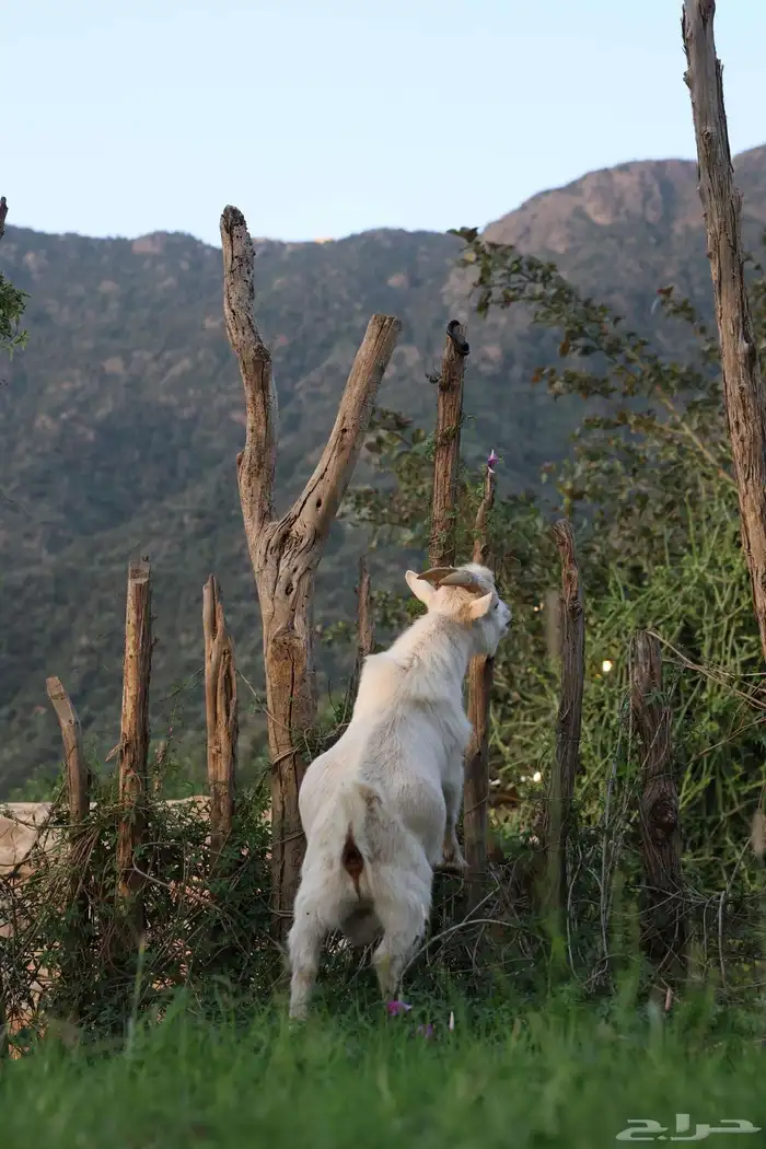 ماعز قزم للبيع 2 ذكور 2