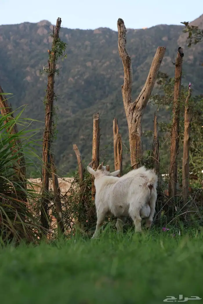 ماعز قزم للبيع 2 ذكور 1