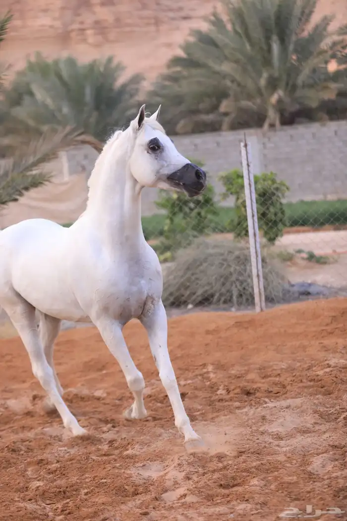 حصان واهو فاخر 4