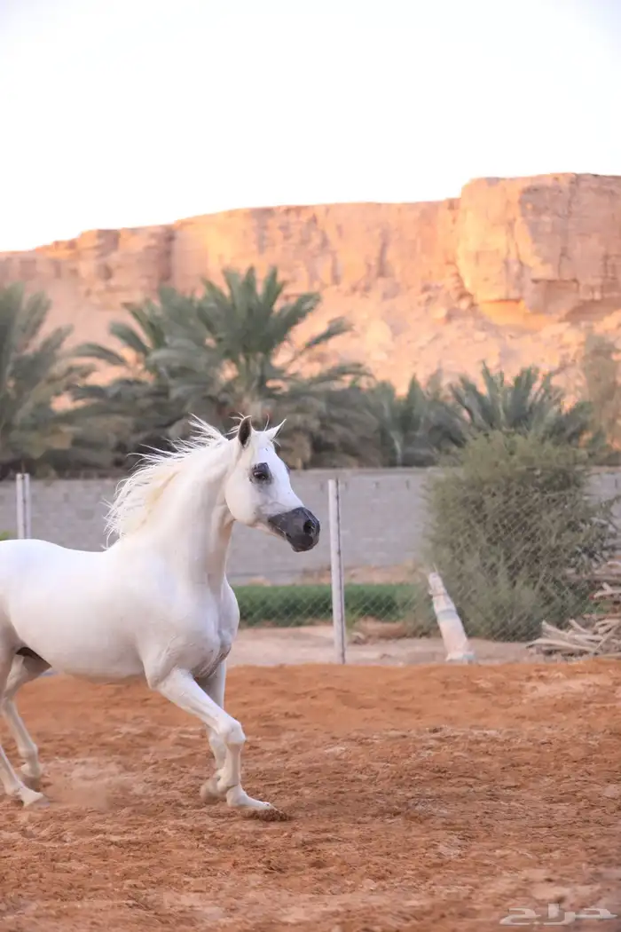 حصان واهو فاخر 1