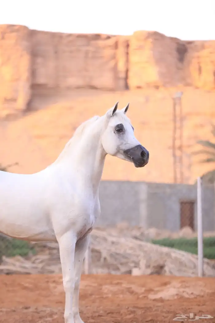 حصان واهو فاخر 0