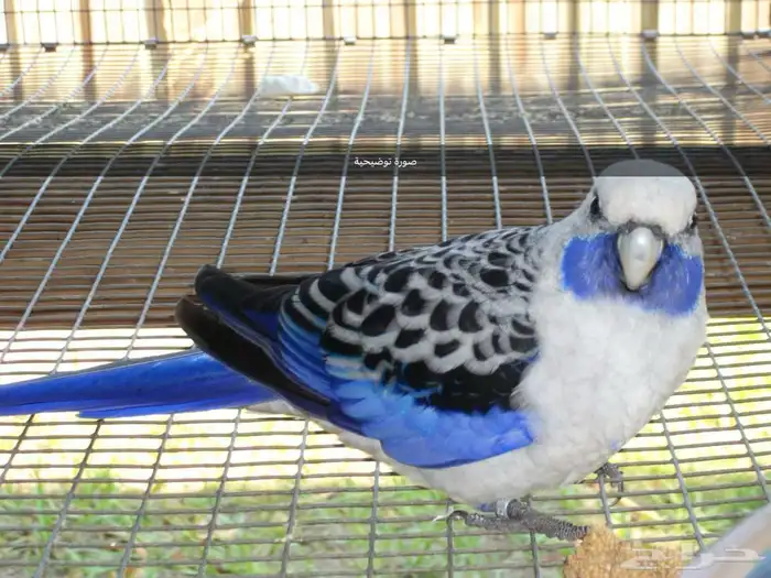 فحل روزيلا كريمسون ازرق-Crimson rosella 3