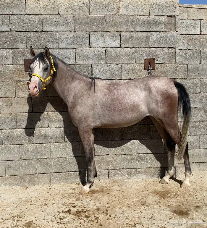 مهره شعبيه فاخره 4