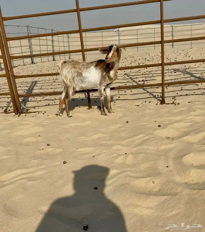 عنز داافع واصل 0