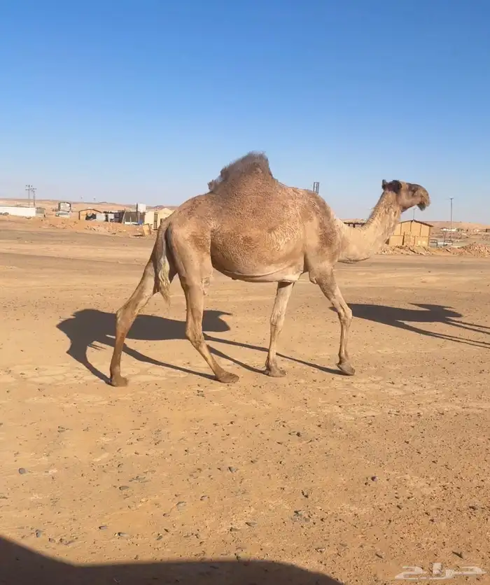 البيع القحه صفرا 0