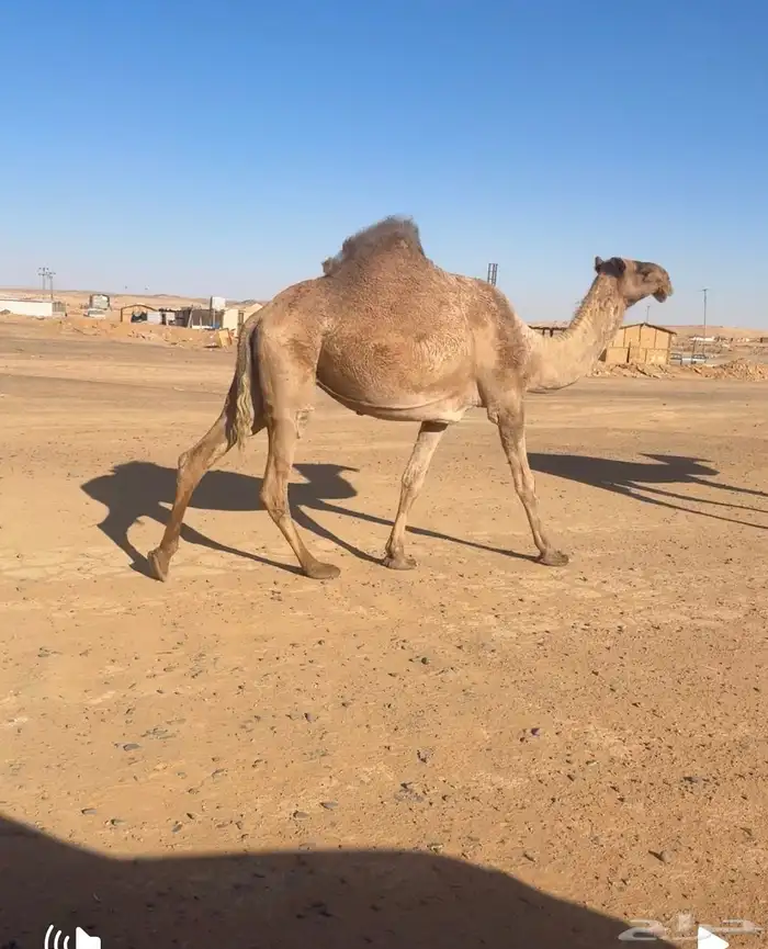 البيع القحه صفرا 1