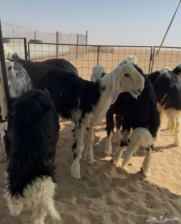 بهم نجد 2