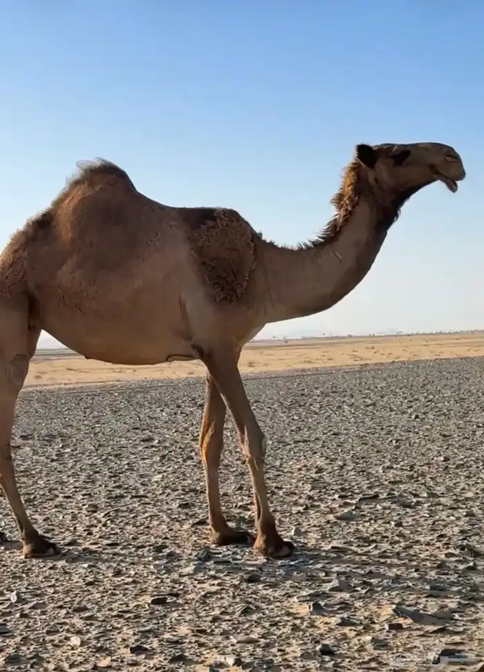 بكرة للبيع 0