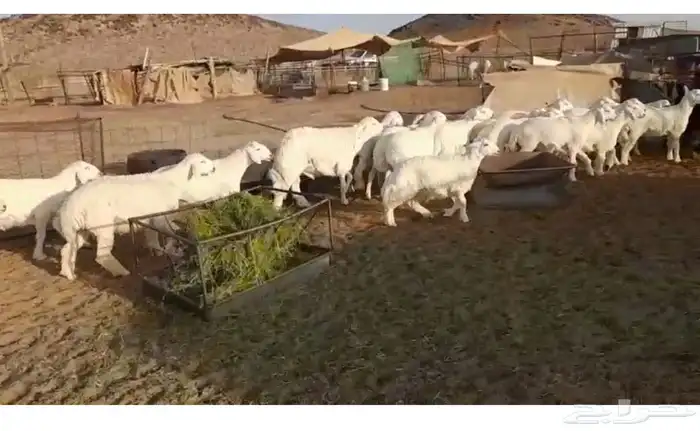 طليان 0