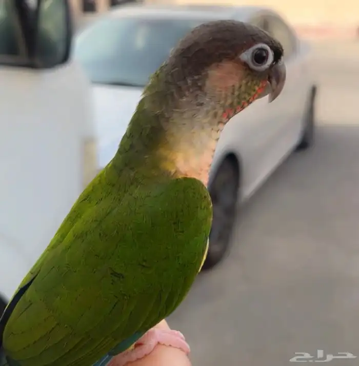 للبيع فرخ يلو سايد 0