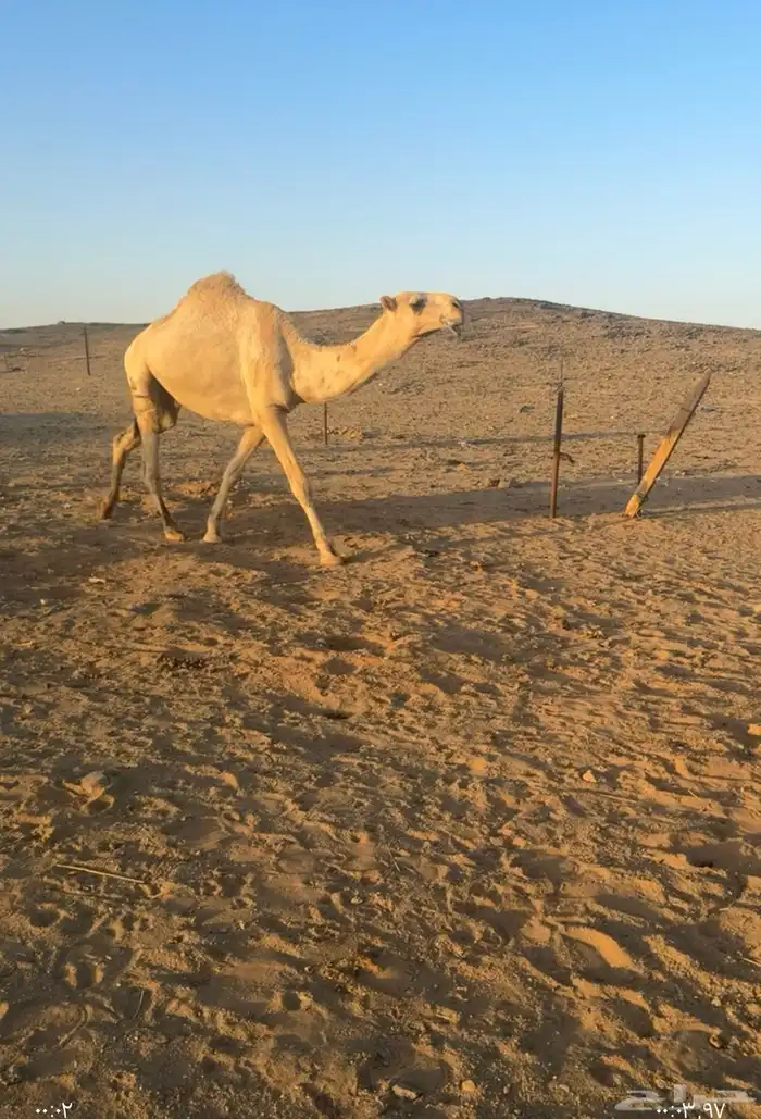 قعود باتلي جذع آخر الزمان 1