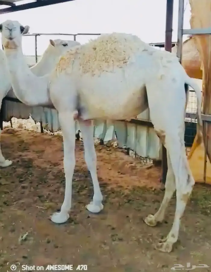 حشو بكار للبيع 1