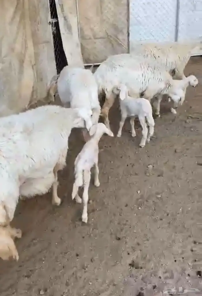 4 رخال تحتها 5 جذعات 0