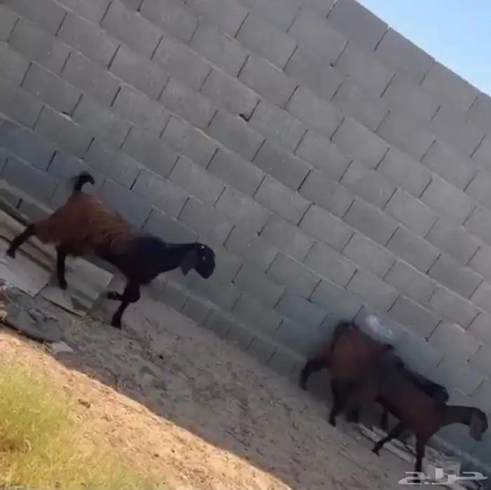 جفار 1