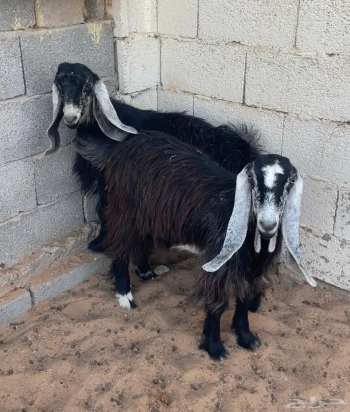 تيس وجفره خمس شهور 6