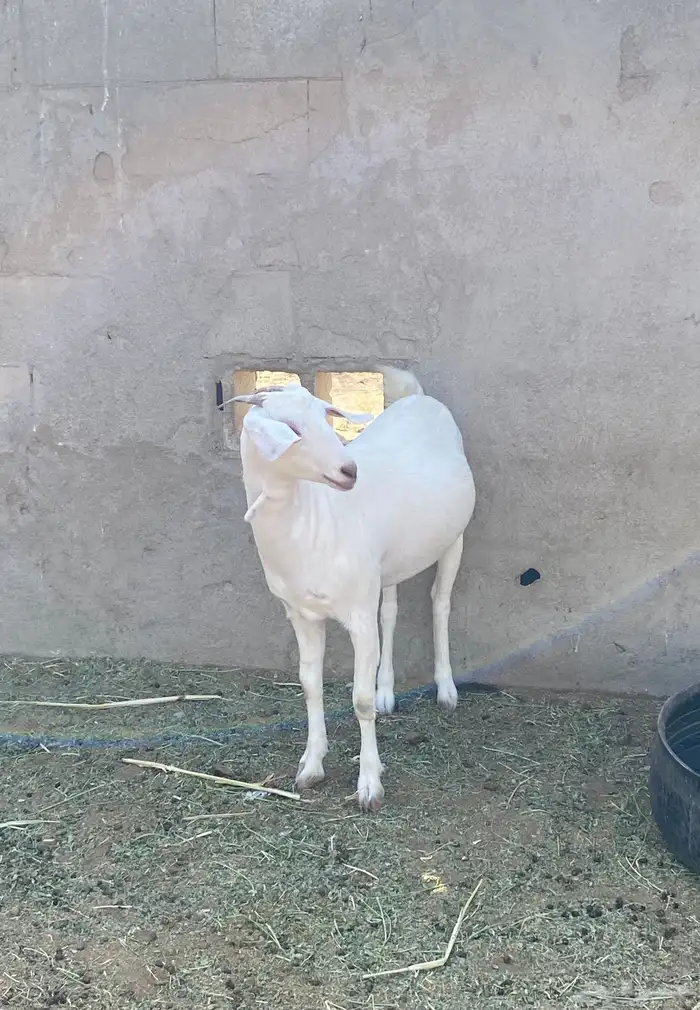 جفره برصا 1