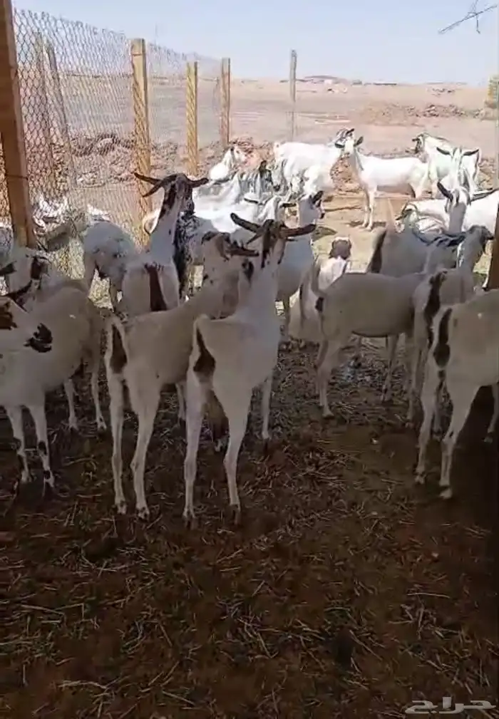 ماعز بيشي 2