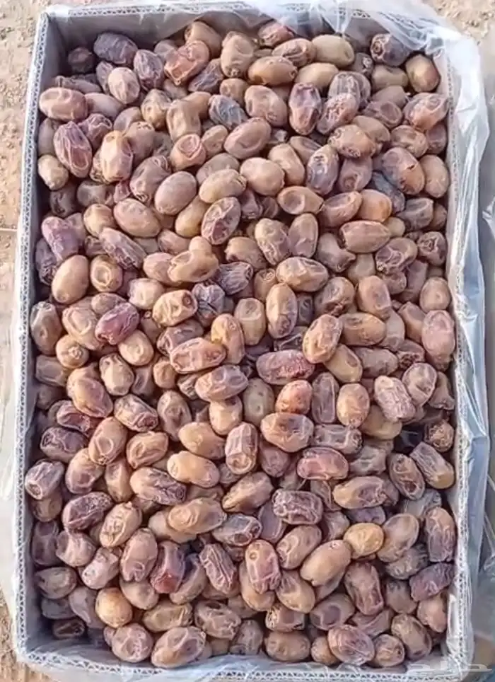 تمر اخلاص و خضري للبيع 2