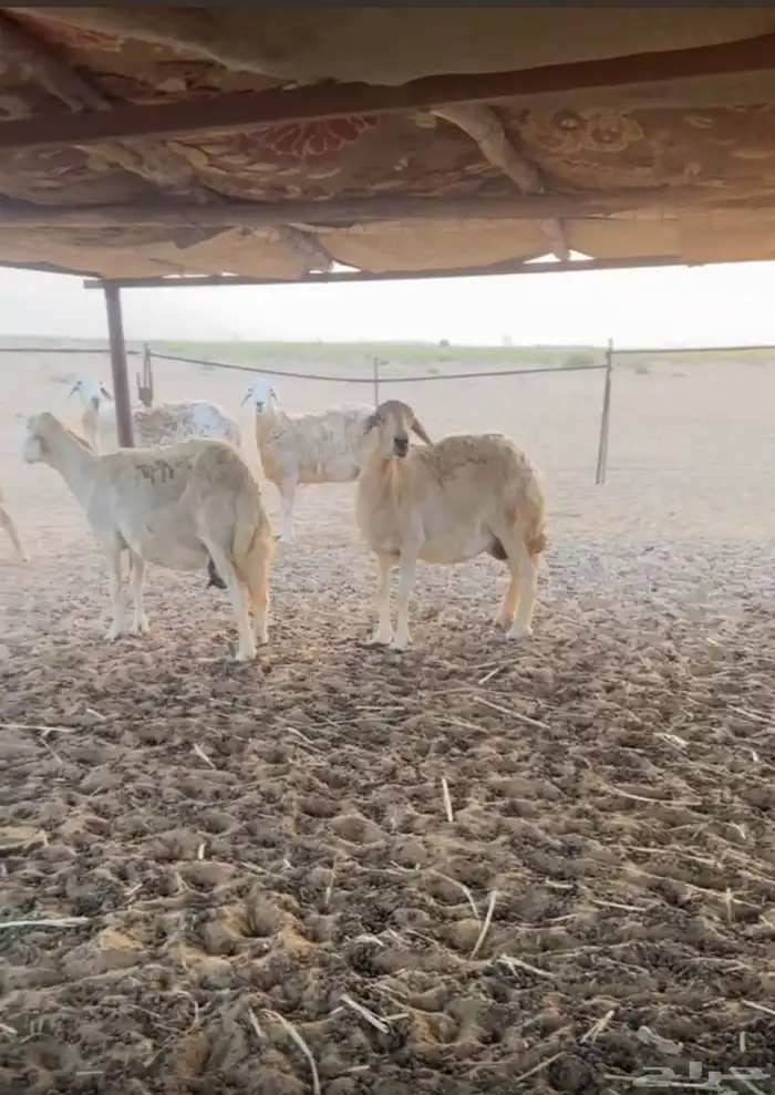 ضان حريه مراح واحد 0