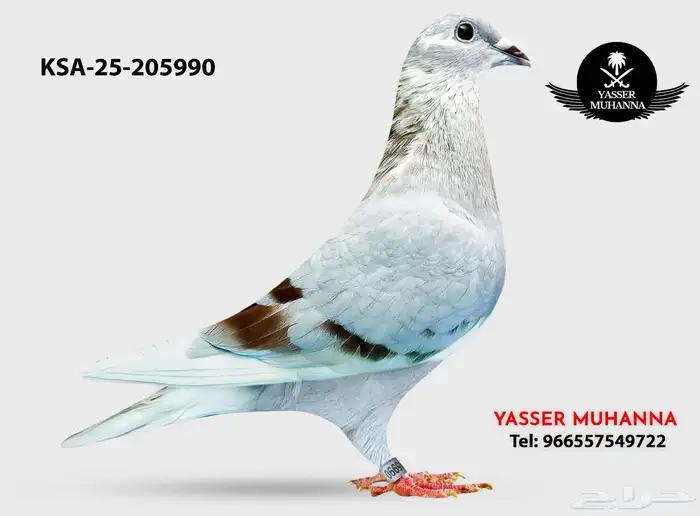 انثى زاجل خطوط عالميه ابنه ابطال ( تم البيع ) 1