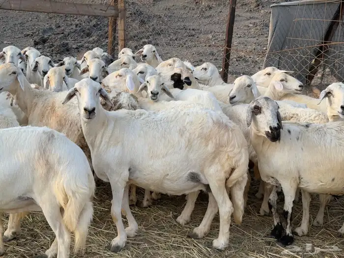 غنم حريات مراح واحد دفيع ومضاريع من 880 3