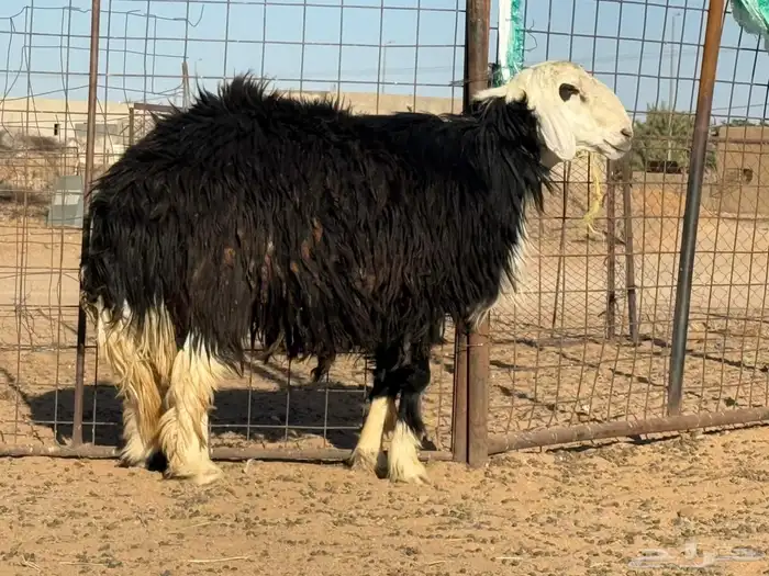 خروف للبيع 2