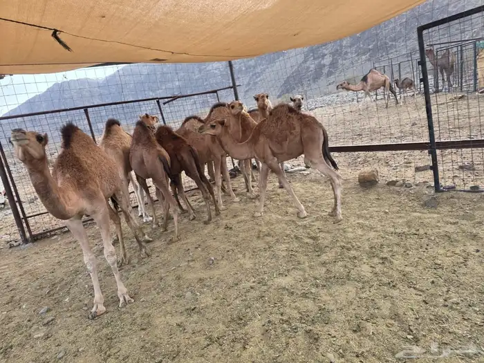حشو تربيه 2