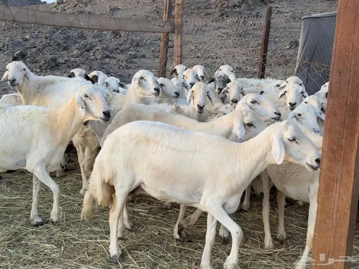 غنم حريات مراح واحد دفيع ومضاريع من 880 6