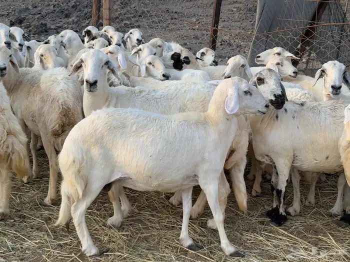 غنم حريات مراح واحد دفيع ومضاريع من 880 7