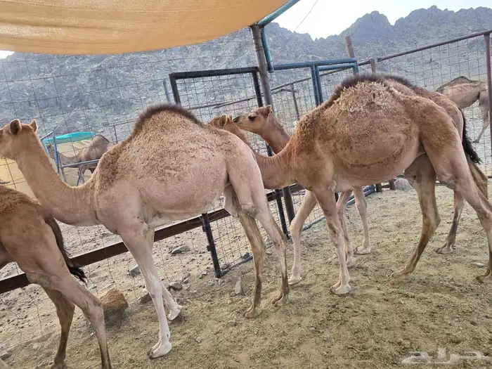 حشو تربيه 3