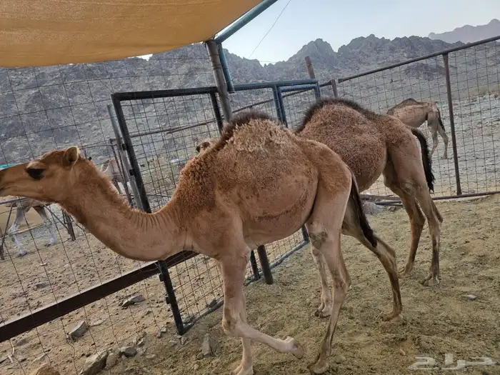 حشو تربيه 1