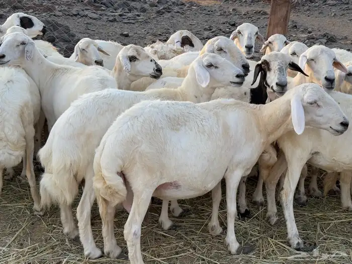 غنم حريات مراح واحد دفيع ومضاريع من 880 10