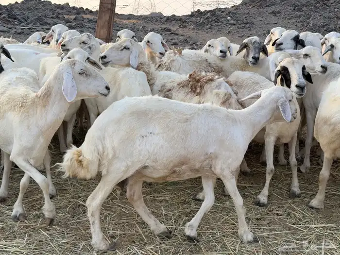 غنم حريات مراح واحد دفيع ومضاريع من 880 9