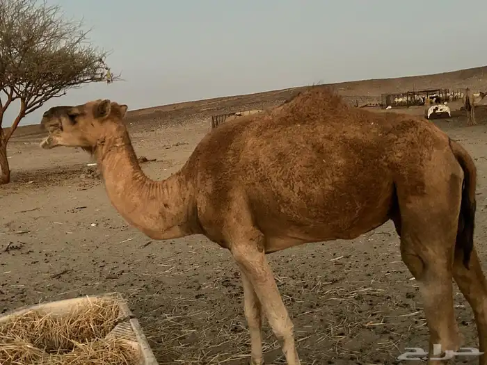نياق ذبح واحده منكسره رجلها وثانيه سليمه شرط 0