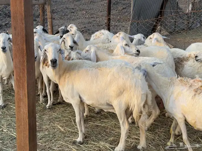 غنم حريات مراح واحد دفيع ومضاريع من 880 8