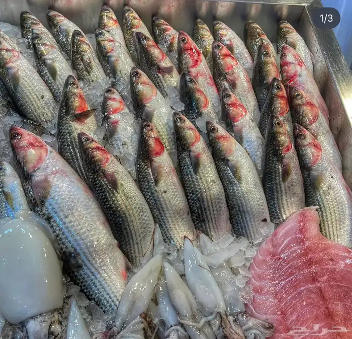 سمك بورى مصرى 0