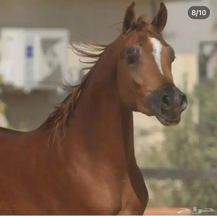 اسطبل ابودانه للخيل العربيه 0