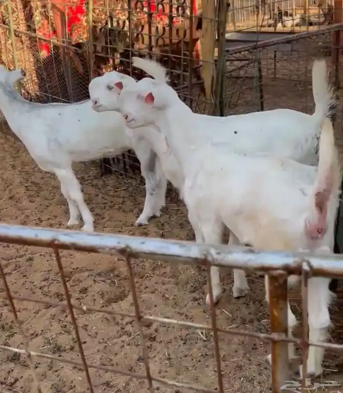 4 جفرات شاميات بيض 0