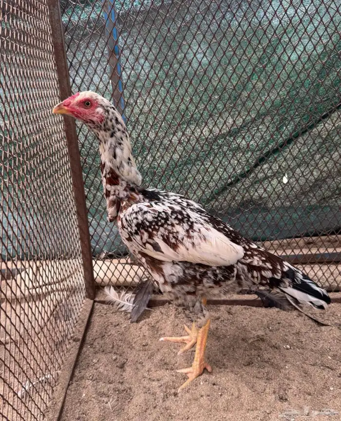 دجاجه سنديه 1